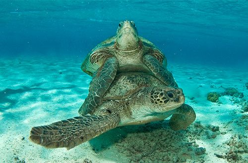 Noronha, Trindade e Rocas abrem mais uma temporada reprodutiva